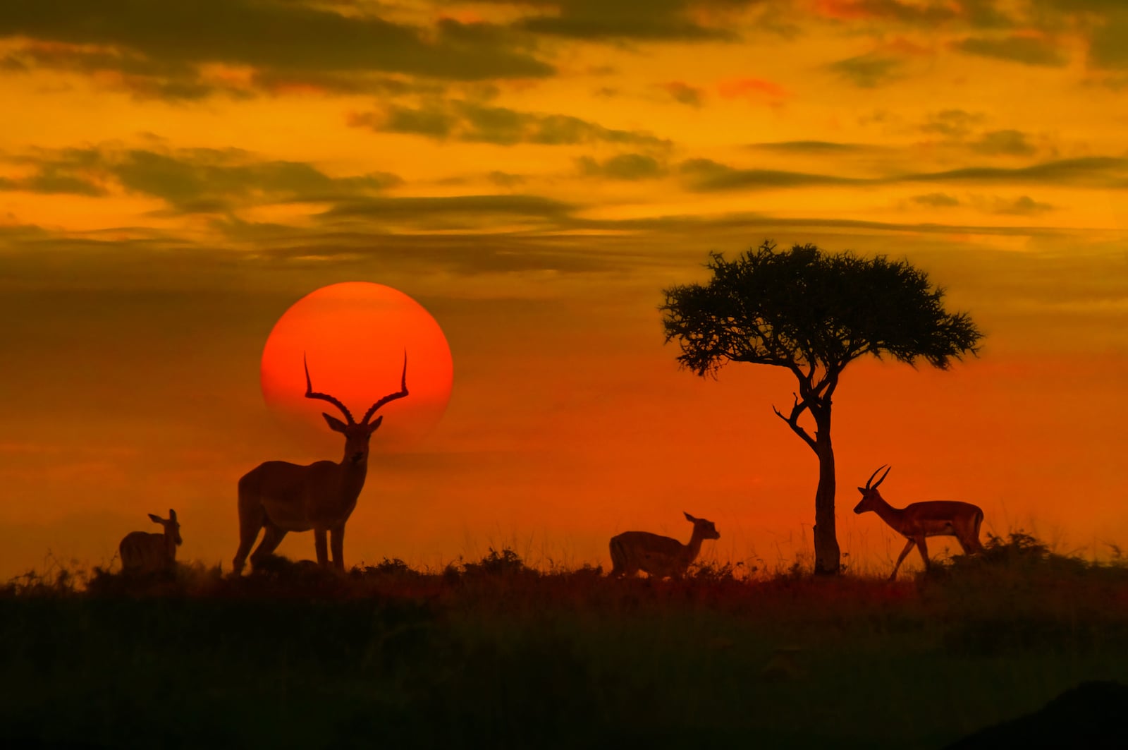 Savana al atardecer