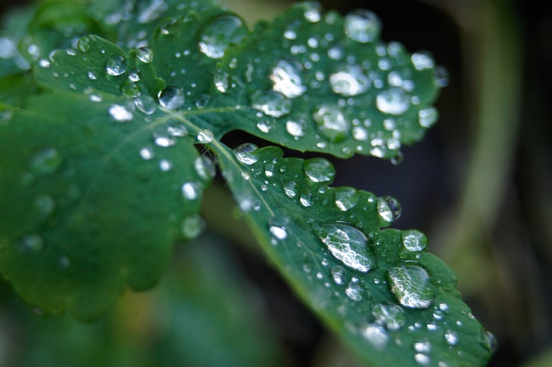 hojas con gotas de agua